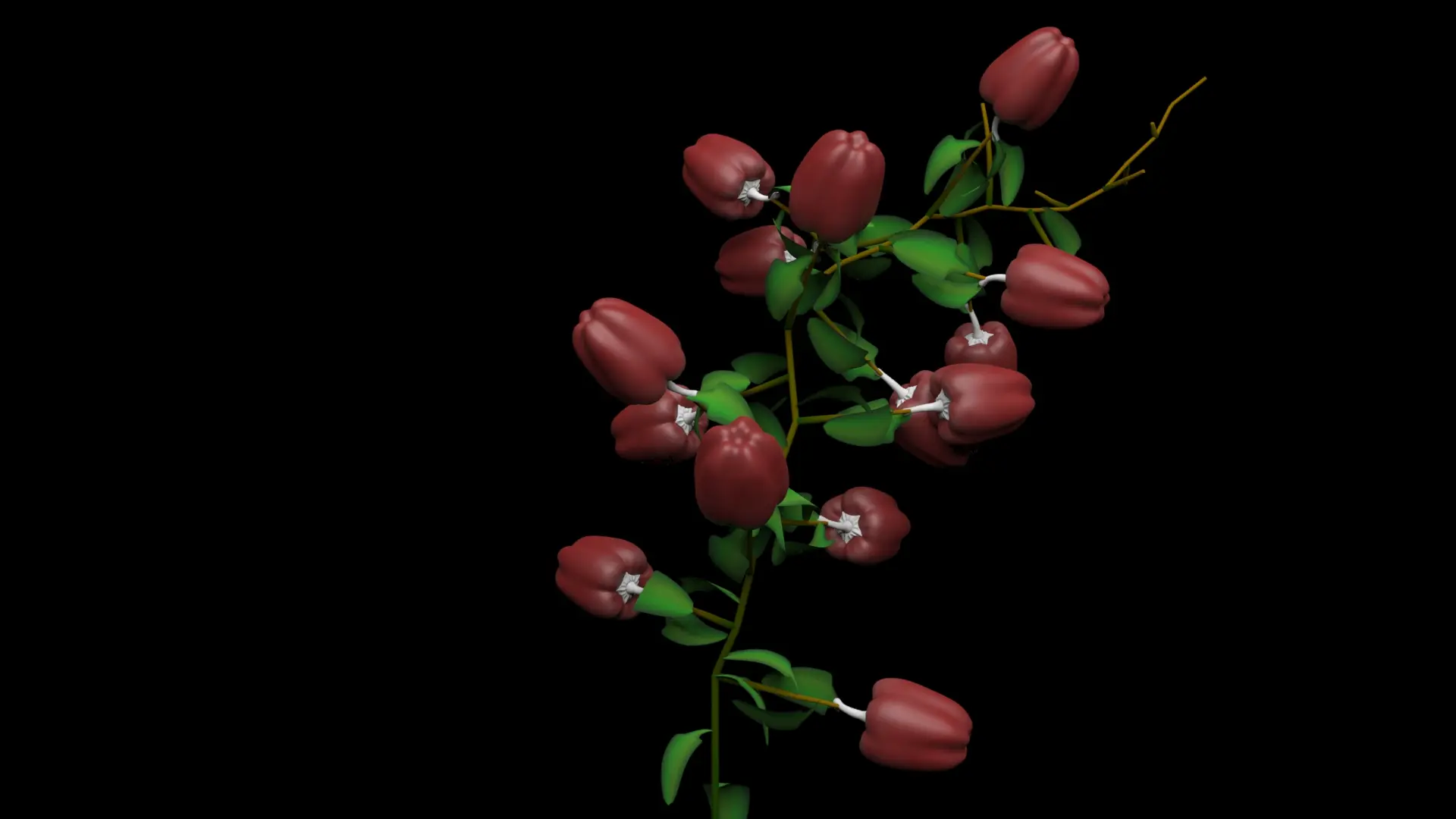 L-system pepper vine, red