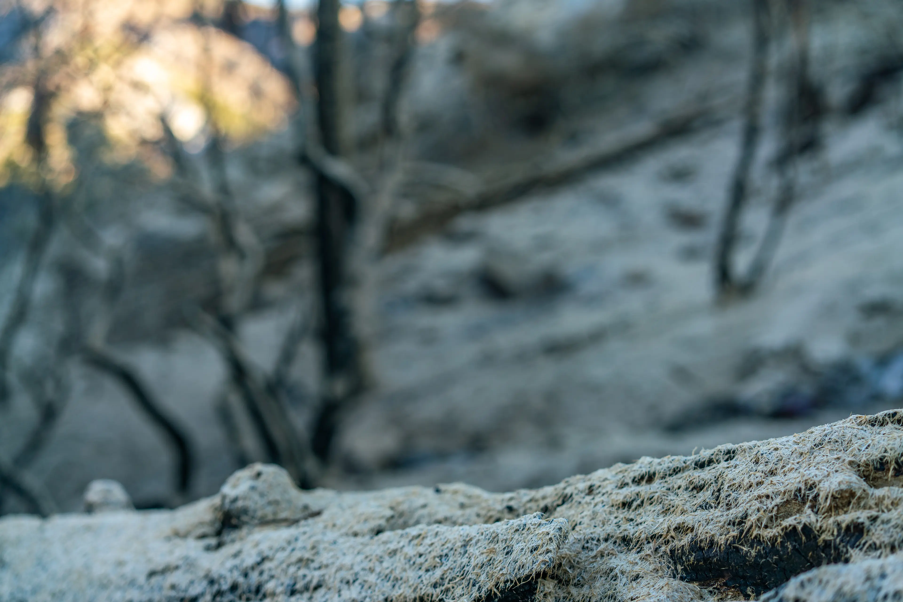 Angeles Forest series