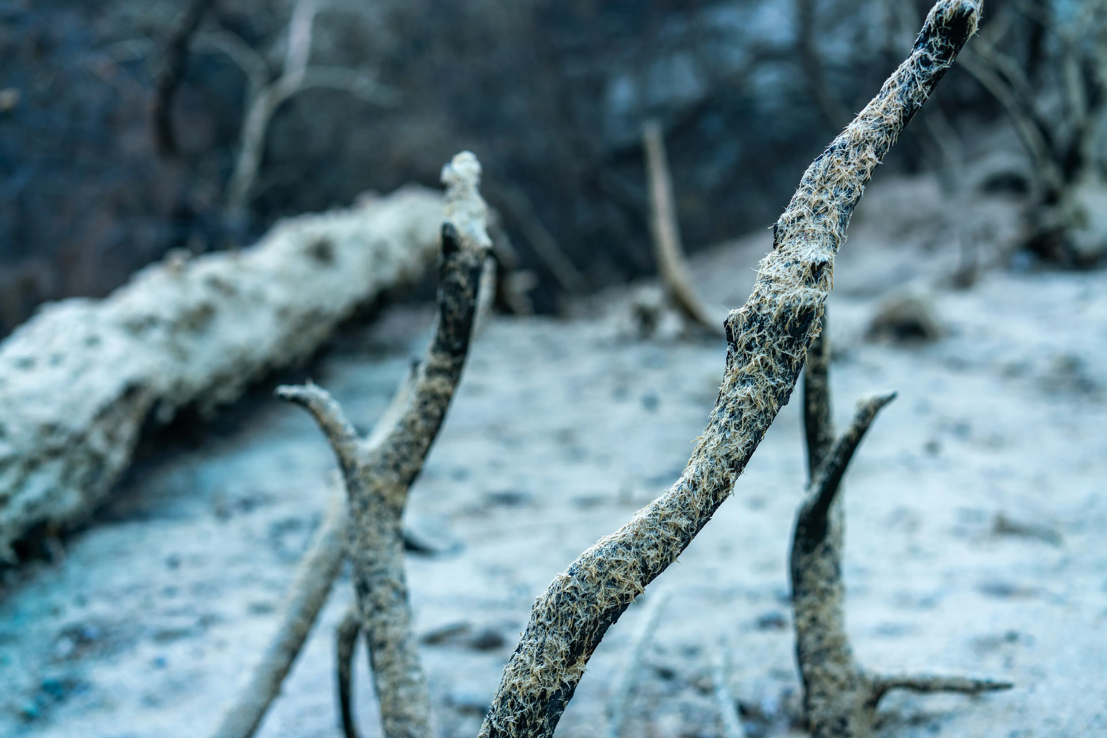 Angeles National Forest, San Gabriel Mountains · 14