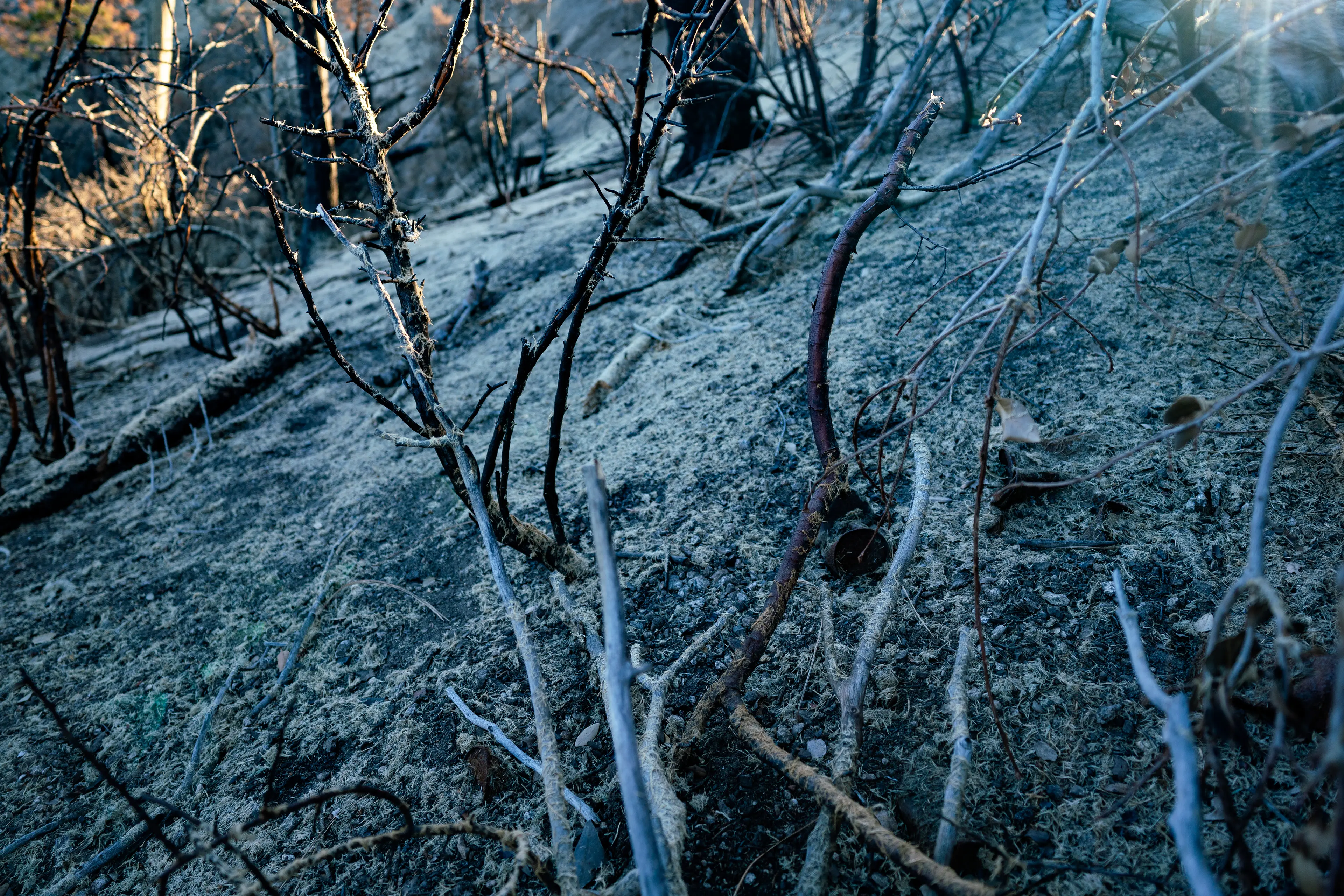 Angeles National Forest, San Gabriel Mountains · 02