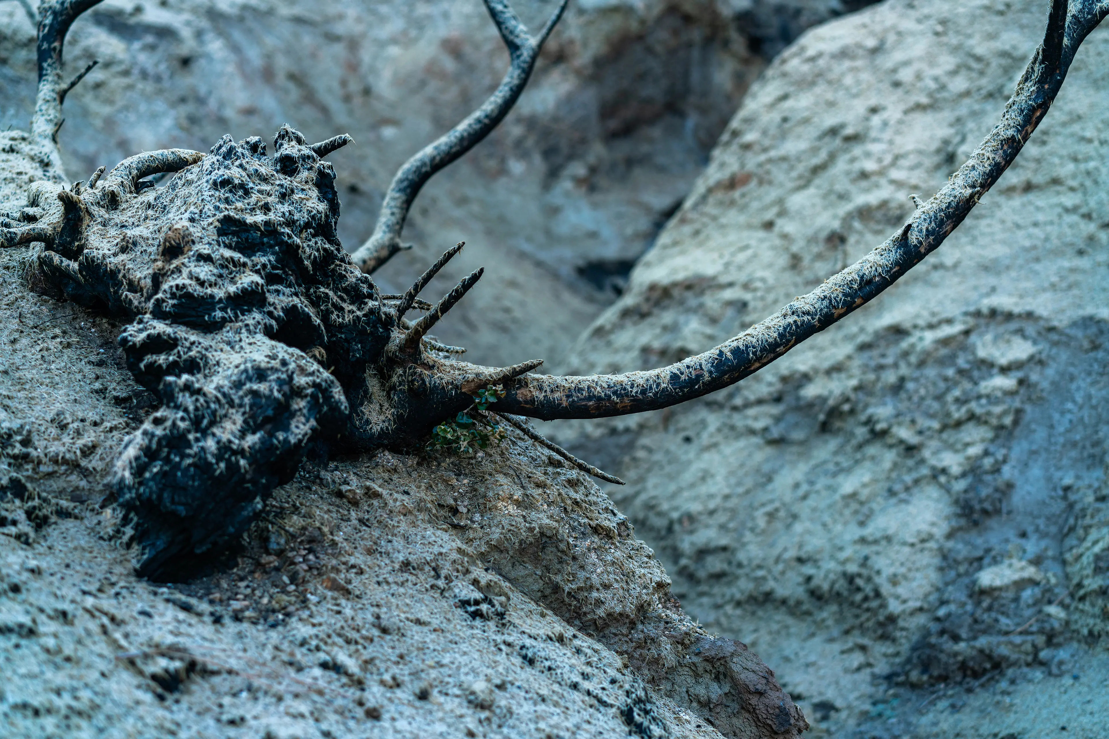 Angeles National Forest, San Gabriel Mountains · 03