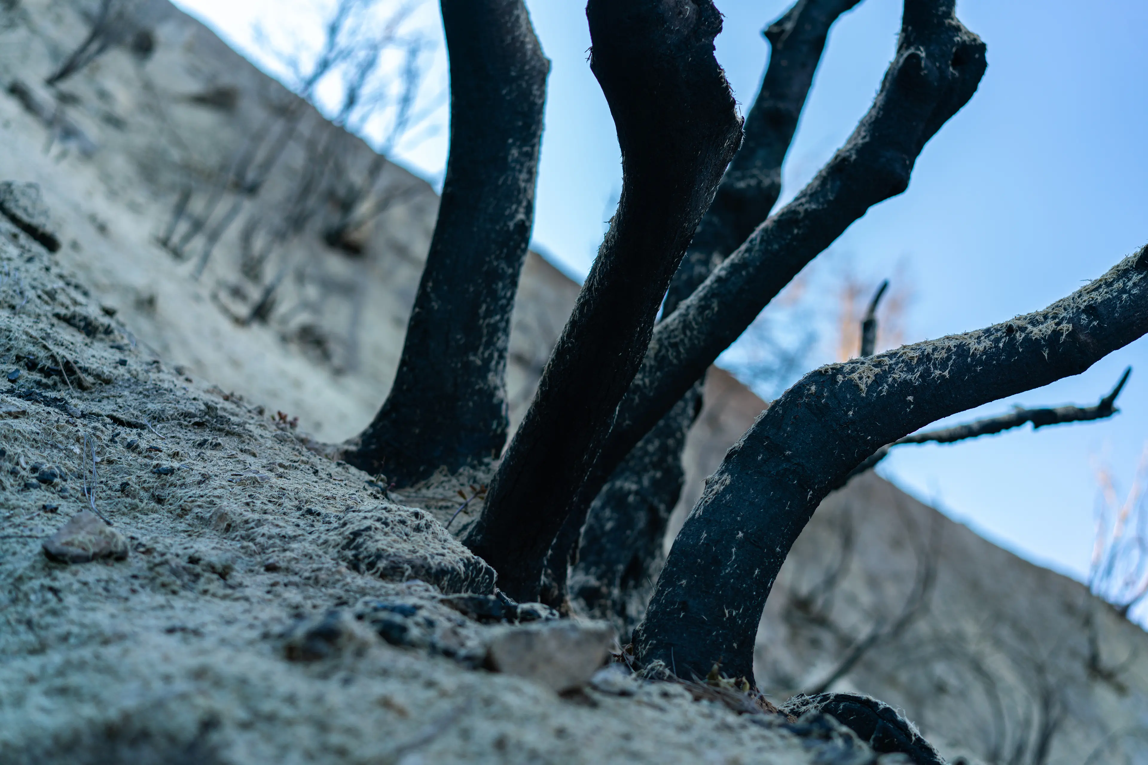 Angeles National Forest, San Gabriel Mountains · 05