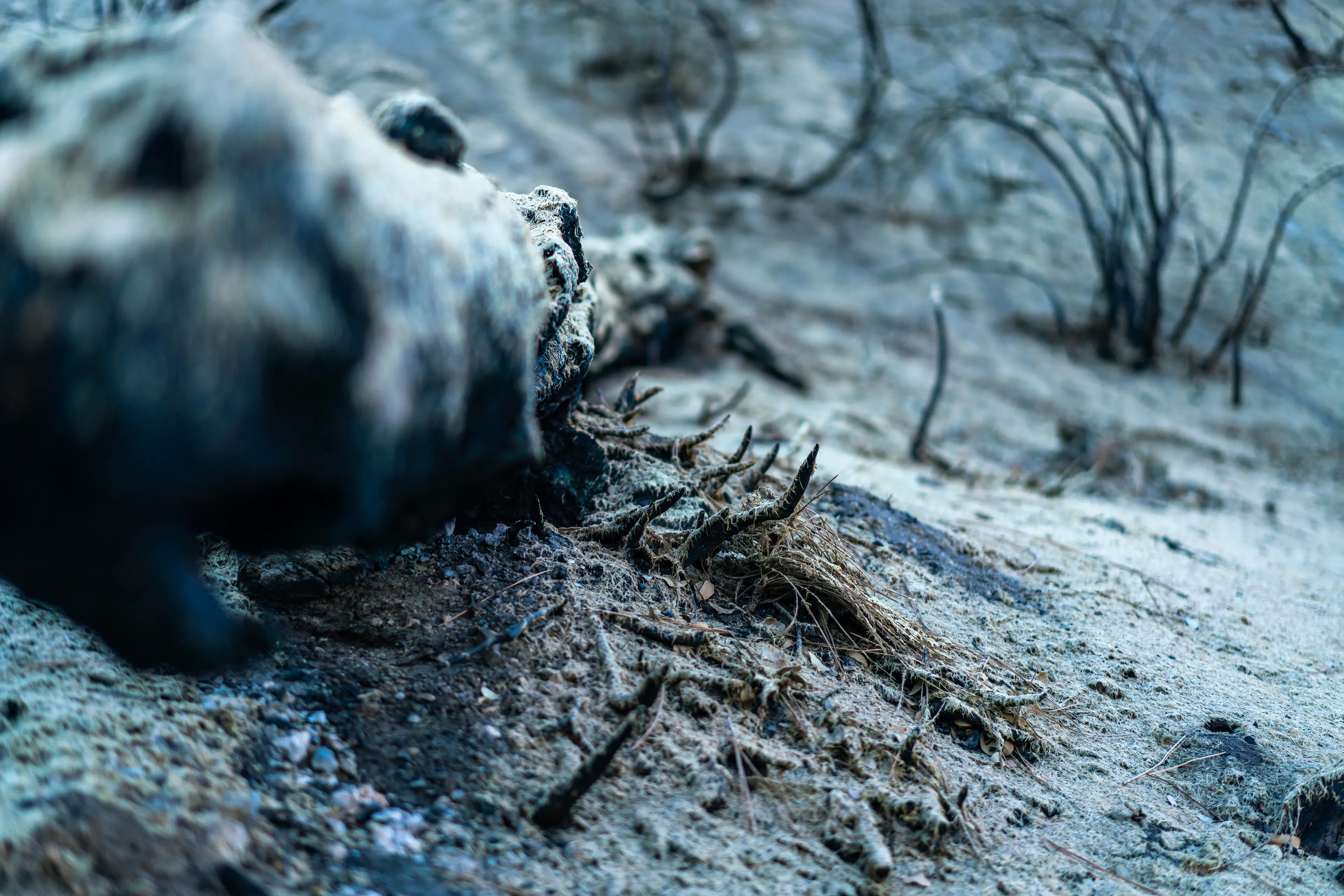 Angeles National Forest, San Gabriel Mountains · 08