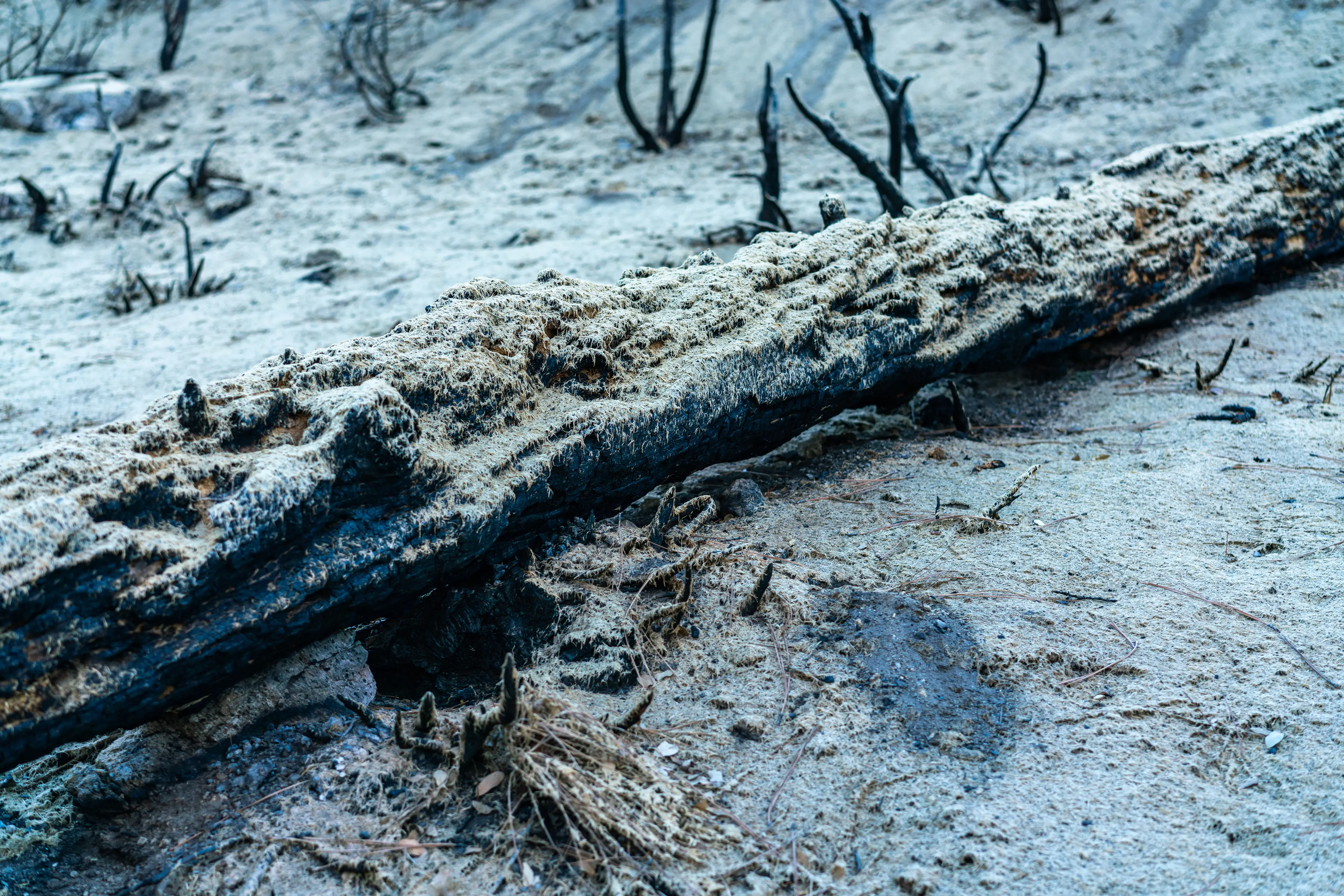 Angeles National Forest, San Gabriel Mountains · 09
